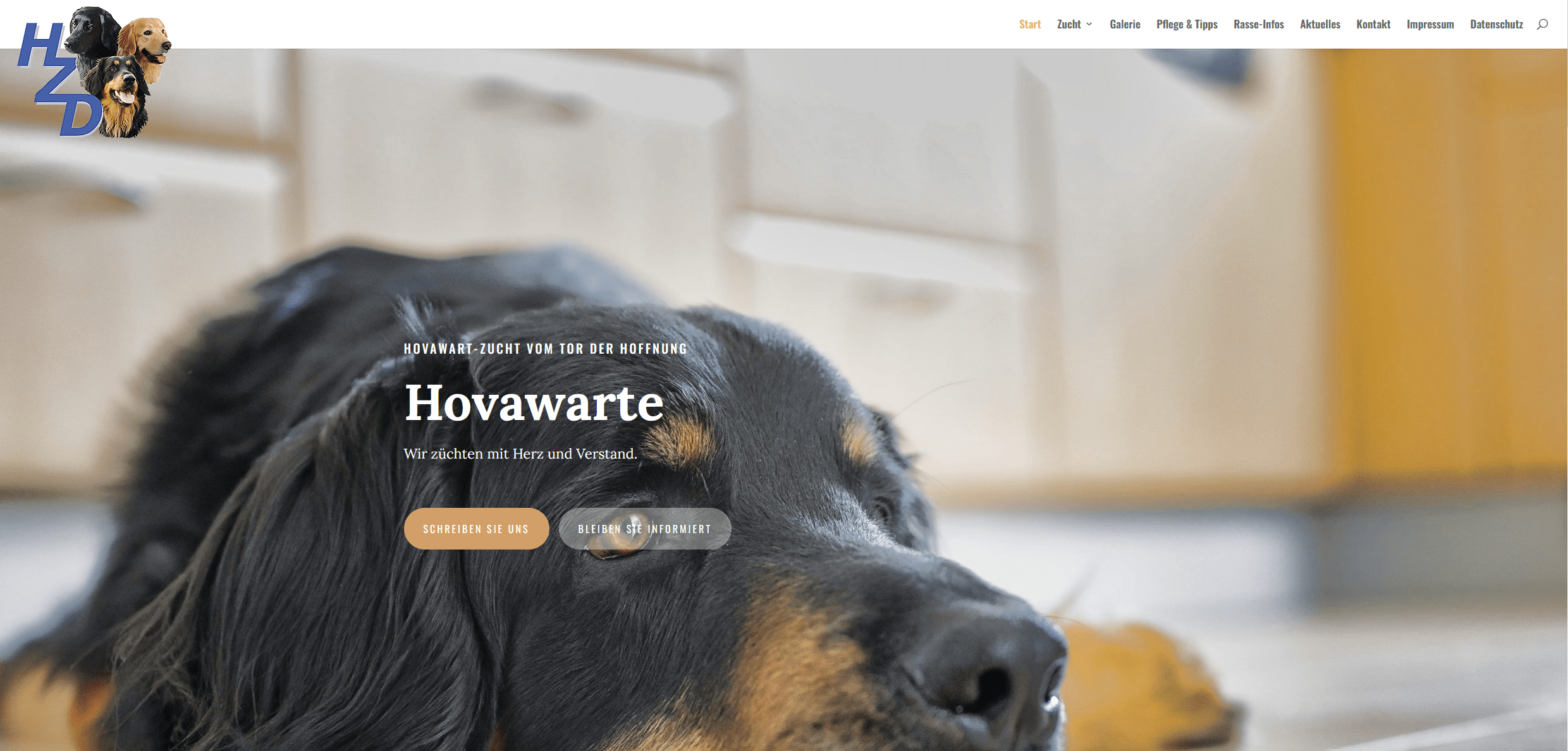 Hovawart-Zucht in Lübeck